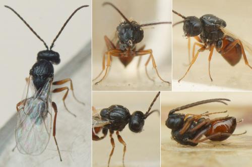 Aulacidea hieracii